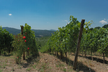 Irpinia, view of the Aglianico vineyards. Green rows under a beautiful blue sky.