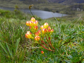Gentianella hirculus is flower of paramo system. Low herbs growing solitary or in groups. The...