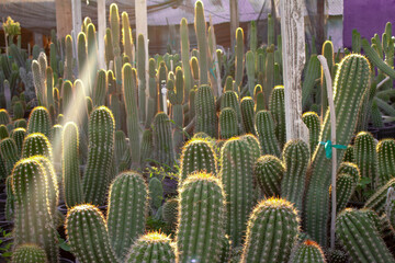 Saguaro cactus grow in a desert garden nursery in Arizona, USA