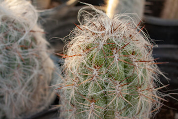 Old man cactus (cephalocereus senilis) grows hairy in a cactus greenhouse in Arizona, USA