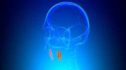 Human Teeth Premolars Anatomy 3D Illustration