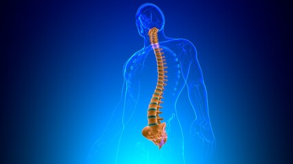 Human Skeleton Vertebral Column Vertebrae Anatomy