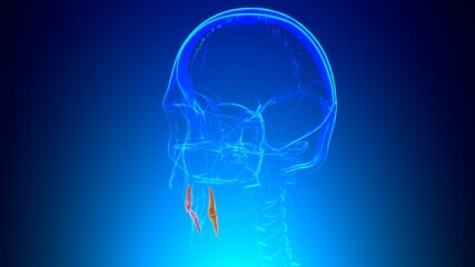 Human Teeth Canine Anatomy 3D Illustration