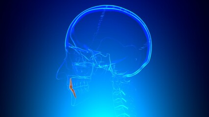 Human Teeth Canine Anatomy 3D Illustration