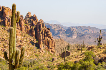 Saguaro cactus in desert environment in the Superstition Wilderness in the Superstition Mountains as seen from Peralta Canyon outside Apache Junction, Arizona, USA