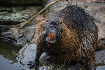 Nutria sin colgate.