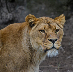 Fototapeta premium Simba