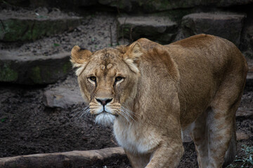 El Rey Leon