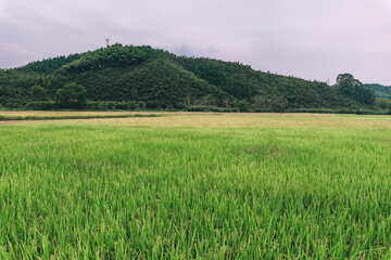 rice field