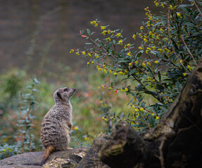 TIMON 