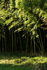 Fototapeta na wymiar Bamboo grove