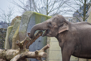 Elefante divirtiéndose