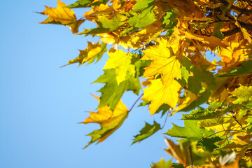 Maple branches with green and yellow leaves in autumn, in the light of sunset.