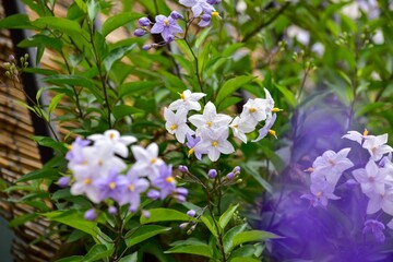 ツルハナナスはトレリスなどに絡ませたり、あんどん仕立ての鉢物などにすると楽しめます