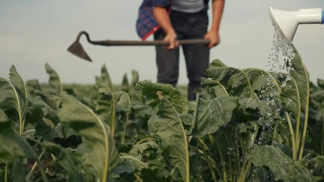 farmers hoe spud the crop in a green crop field. agribusiness agriculture farming concept. watered with a watering can irrigation of green field foliage. farmers work in lifestyle field harvest crop