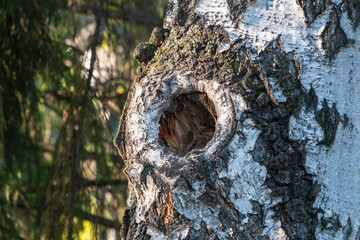 Birch tree trunk with a hollow. The texture of the birch bark.