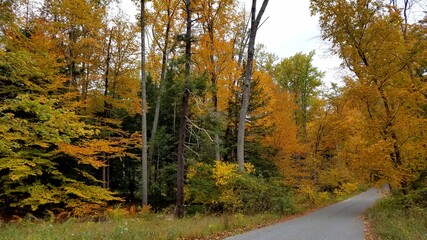 Tall Trees Changing Color in the Forest During Autumn Near a Path