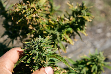 Primer plano de una planta de marihuana cannabis sativa medicinal producida en casa. mano humana
