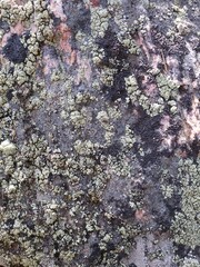 Lichen on a stone
