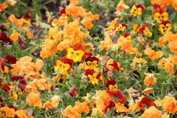 Sea Of Summer Blooms, Banff National Park, Alberta