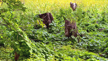 Two stumps against the background of dense green foliage in the forest.