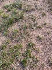 grass and ground