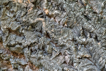 Cork oak bark relief texture. Tree bark texture. Natural background