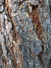 bark of a tree