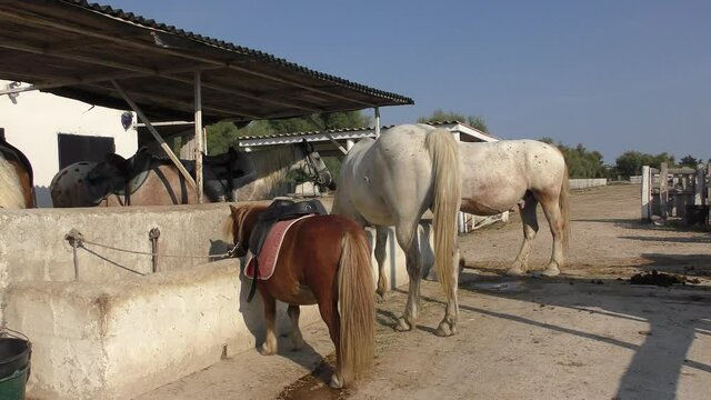 Wild White Camargue Horses standing in a stable in the Regional Park of the Camargue, Tourist ranch in camargue
