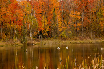 Canadian forest in autumn on a lake