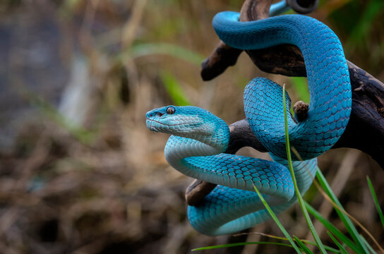 Blue Insularis Viper