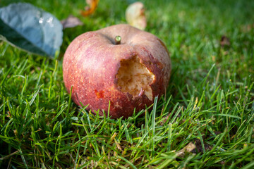  ripe apple eaten by wasps lies on the green lawn