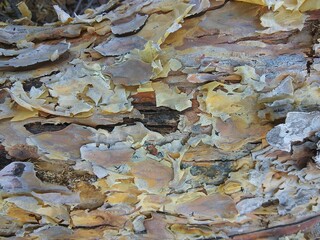 bark of a tree