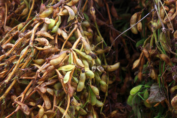 枝豆のはさがけ