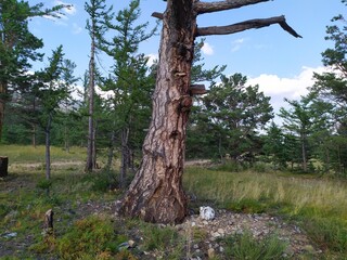 tree in a forest