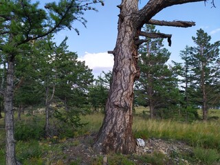 Fototapeta premium tree in the forest