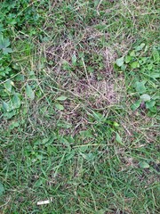 grass background
