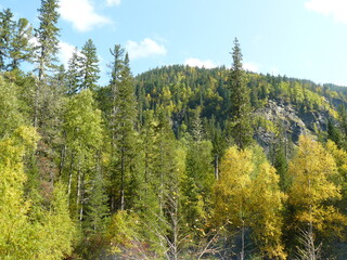 trees in the mountains
