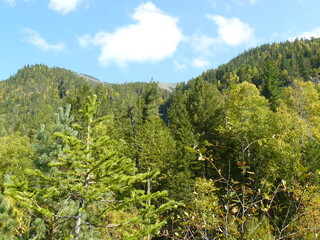 forest in the mountains