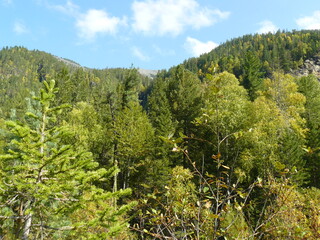 forest in the mountains