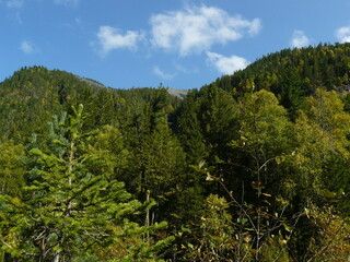 forest in the mountains