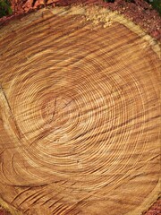 tree trunk texture