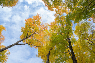 Beautiful Autumn Leaves under the blue sky in Ontario Canada