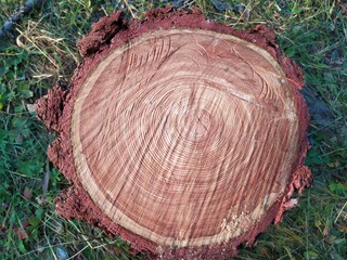 cross section of tree