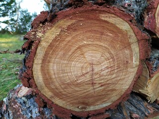 cut tree trunk
