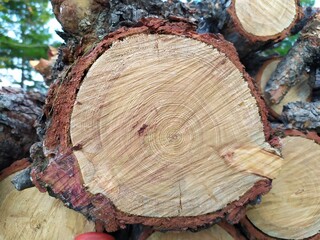 tree trunk cut