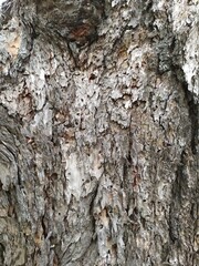 bark of a tree