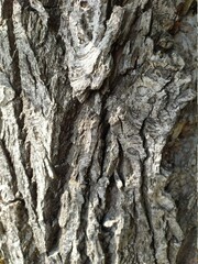 bark of a tree
