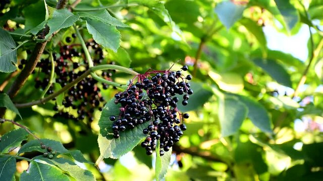 Ripe Black Elderberries Hang On Bushes.