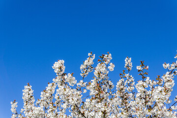 Spring blooming sakura cherry tree with flowers branch
